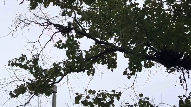 Худею под дождем 🙈 Белка сделала сальто / день 16 смотреть онлайн