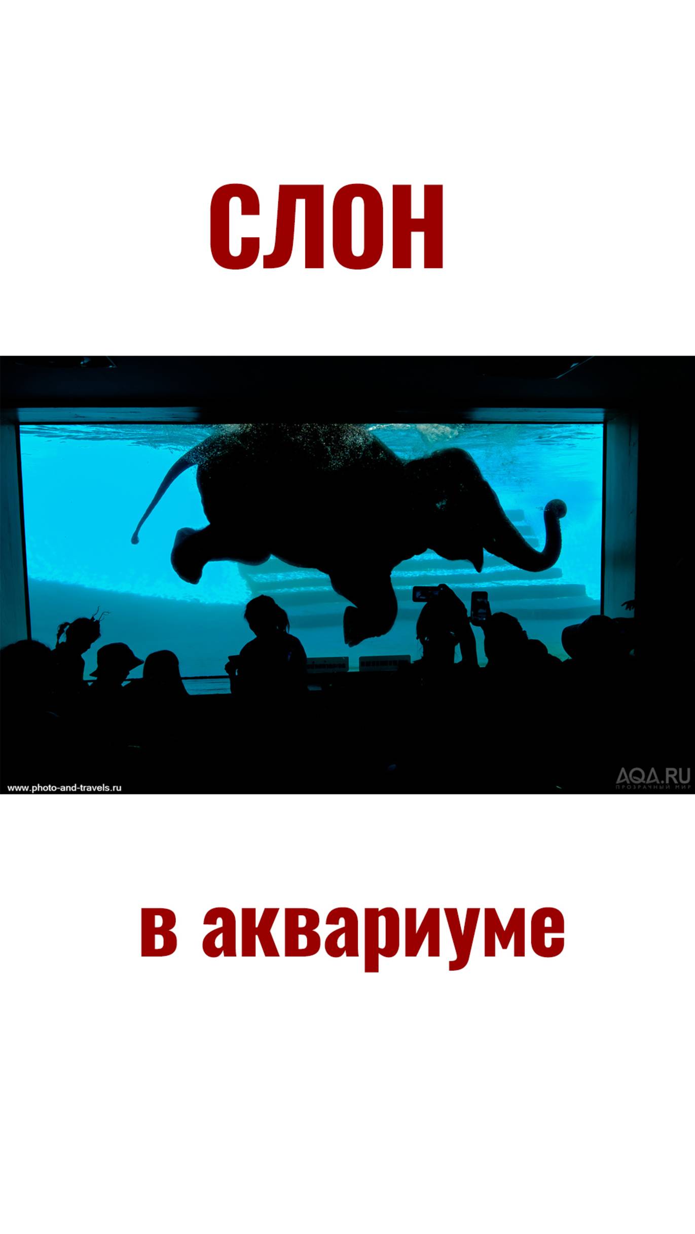 Слон в аквариуме. Какой фильтр подойдёт? смотреть онлайн