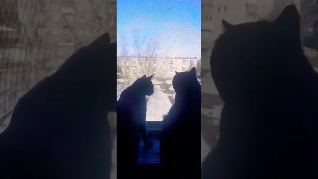 КошкаВеста и #котТот наблюдают за миром Весна #жизнькота#кошкавеста #мойкот#чёрныйкот#птицыпоют смотреть онлайн