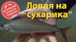 Ловля на сухую мушку. Красивые моменты из рыбалки.