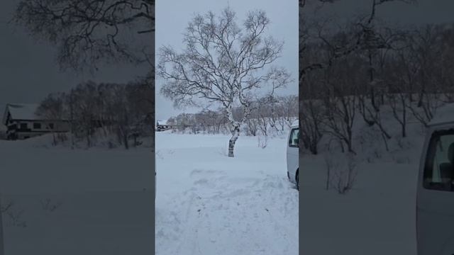 Кто спрашивал : идет ли в Японии снег? Вот он какой... смотреть онлайн