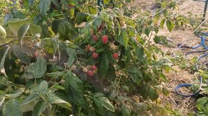 Малина Мапема, Маравилла. 30.07.24 г.