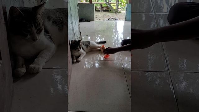 KUCING X MAENAN AYAM2AN смотреть онлайн