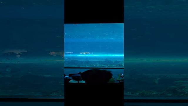 Парк развлечений/VinWonders/Океанариум/Шоу русалок смотреть онлайн