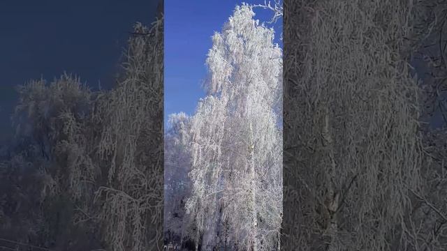 Февральскийснег просто красивая песня #зима#снежинка #песнидлядуши#музыка#песниолюбви#sevenrose смотреть онлайн