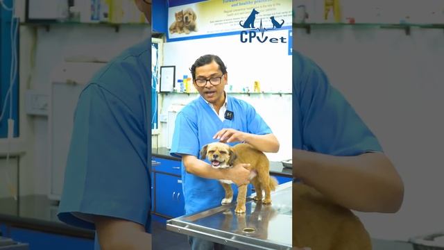 Avoiding Dog Bites: Understanding and Prevention🐾🐶🚫 смотреть онлайн