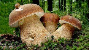 За грибами.