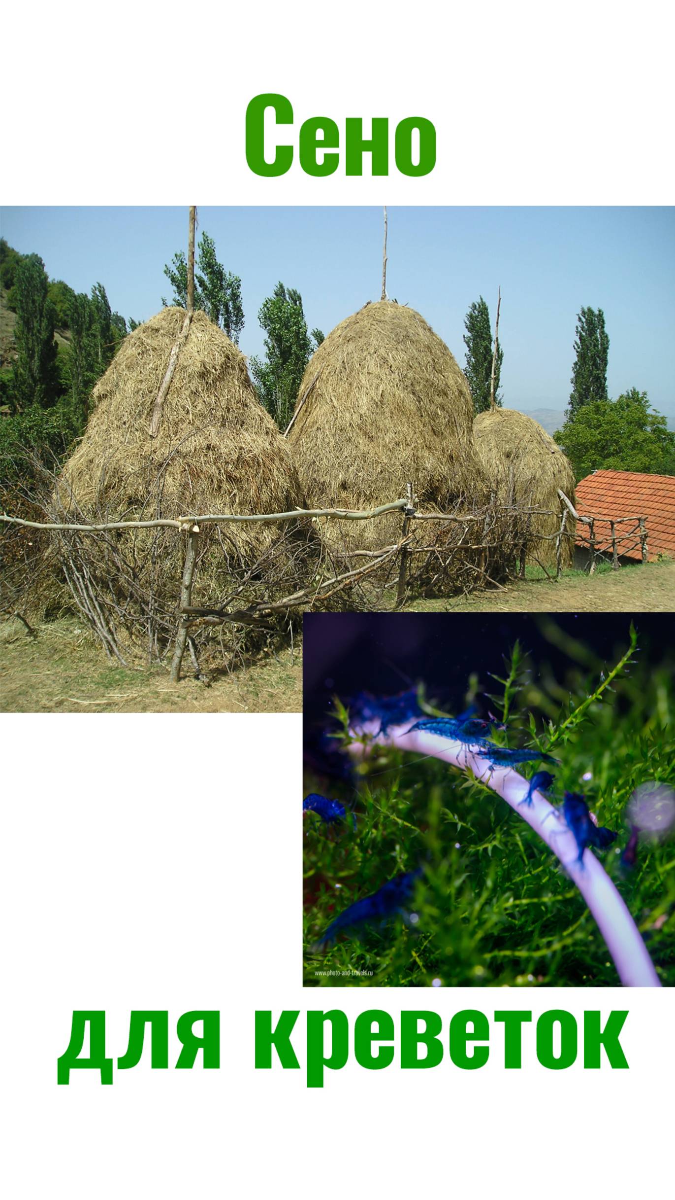 Сушим сено для аквариумных креветок смотреть онлайн