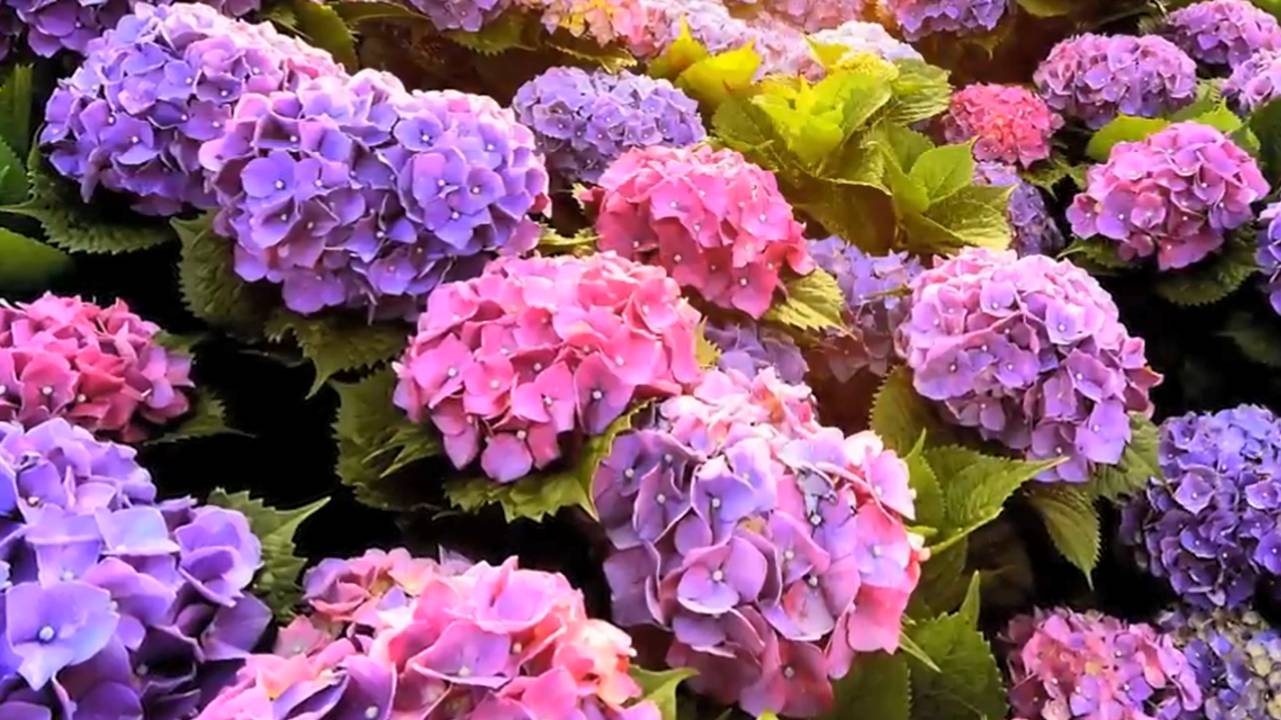 Музыка для Души и Цветы 2 (Beautiful Flowers)