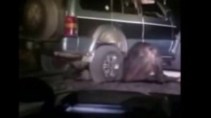 На Курилах пытались джипом раздавить медведя