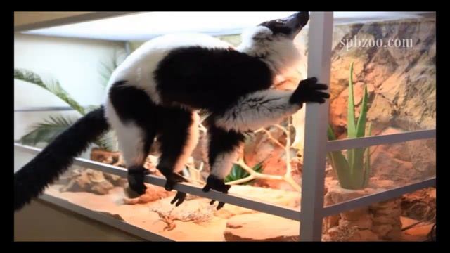 ЛЕМУР ВАРИ часть 7 смотреть онлайн