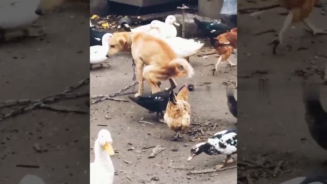 УТРО В КОЛХОЗЕ смотреть онлайн