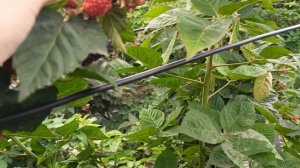 Ежевика Блэк Джем, монтаж или нет? 07.08.24 г.