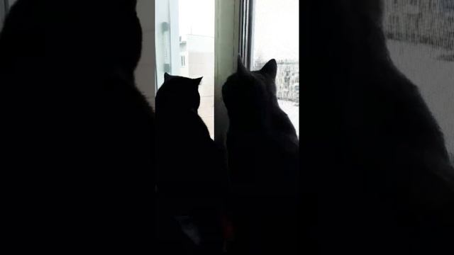 Малыш(котТот) и кошка Веста март,весна#коттот#кошкавеста#весна#март#зима#кот#атмосфера#музыка смотреть онлайн