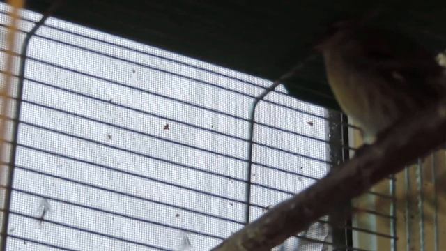 птицы Симуткина Виталия смотреть онлайн