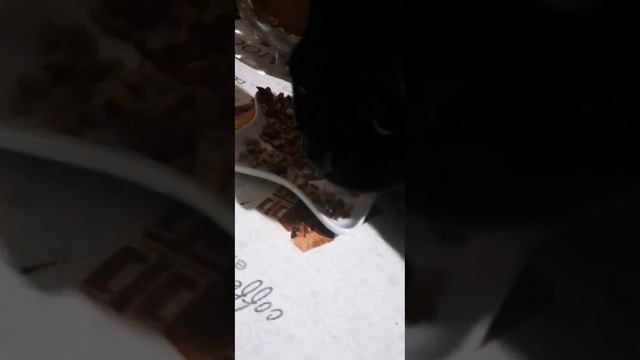 Любитель орешек #жизнькота#чёрныйкот #мойкот#коттот#бетмен#смешныекоты#малыш#любительорешек смотреть онлайн