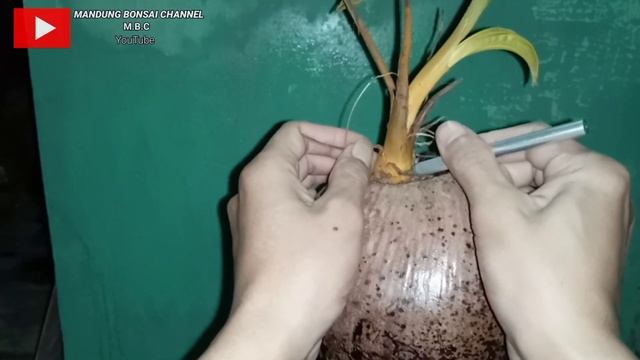 Pangkas Pelepah Bekas Sayat Mawar Bonsai Kelapa Original @mandungbonsaichannelm.b.c9915 смотреть онлайн