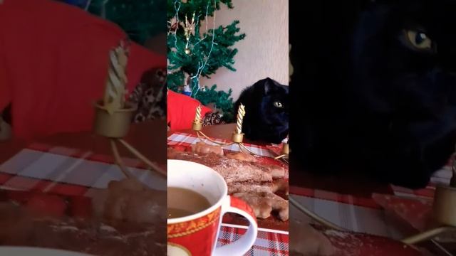 Серьёзный черный кот Тот Блэк Малышкин#коттот#красивыйкот #черныйкот#мойкот#2024#кельтскаяmузыка смотреть онлайн