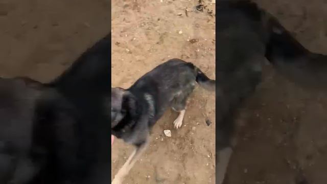 Подарите малышке шанс на жизнь! Возраст~10 месяцев. Рост в холке~50см.Вес~15кг. Привита, обработана