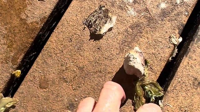 Huge "ROCK" inside litte MARIO could have killed her 🐢 ( Part 2 of 2 videos) смотреть онлайн