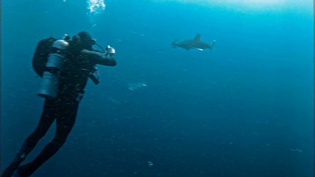 Oceanic Whitetip Shark (Carcharhinus Longimanus) at Brothers Islands смотреть онлайн