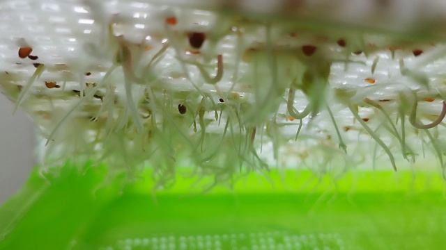 Микрозелень. День третий. смотреть онлайн