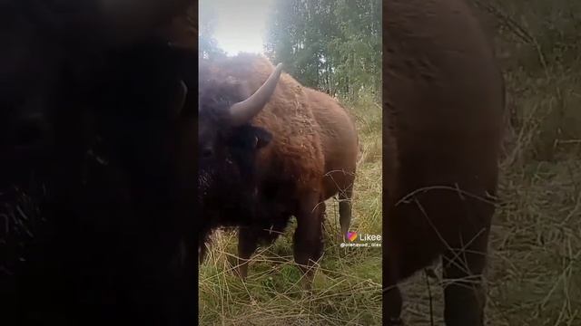 малыши "Бизоны" смотреть онлайн