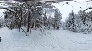 4к видео 360 панорама vr video прогулка в лесу