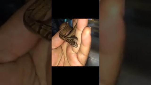 вот же гадюка смотреть онлайн