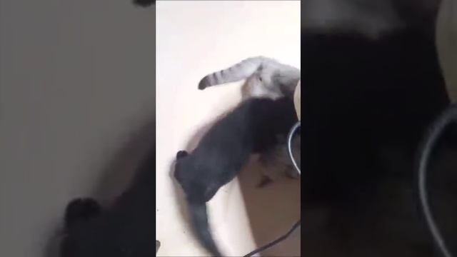 ДРАКА КОРОТКОЛАПЫХ КОТОВ МАНЧКИН смотреть онлайн