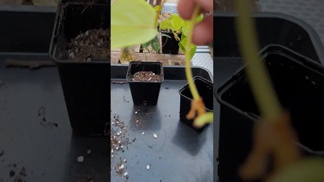 Bouture et rempotage de philodendron lemon lime et philodendron micans смотреть онлайн
