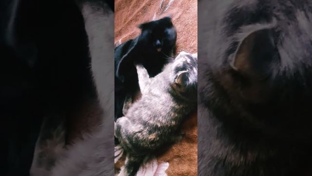 Самолюбивый котТот и хитрая кошкаВеста#смешныевидео#коттот#кошкавеста#кот#красивыекошки#добро#2023 смотреть онлайн