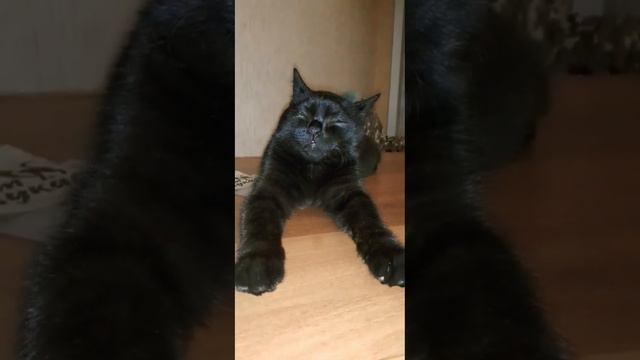 Важныйбогатырский Мурза✊#чёрныйкот #жизнькота#мойкот #коттот#бетмен#музыкатоп#малышня#смешныекоты смотреть онлайн