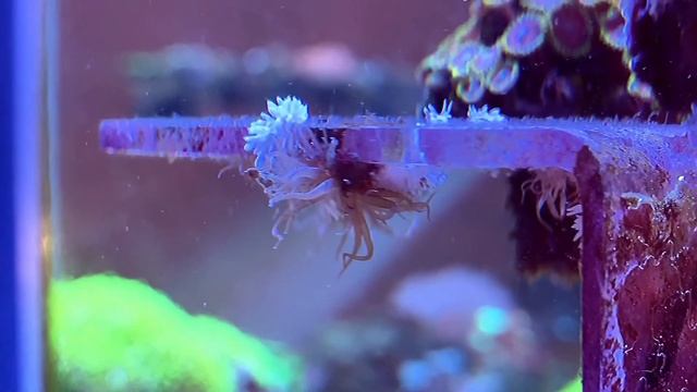 Nudibranchs killing aiptesia group hunting with peppermint shrimps смотреть онлайн