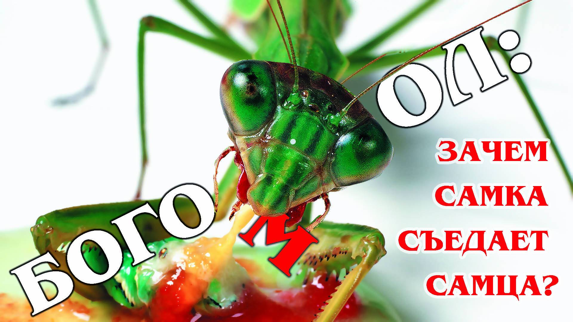 Богомол: Хищное насекомое | Интересные факты про богомолов смотреть онлайн