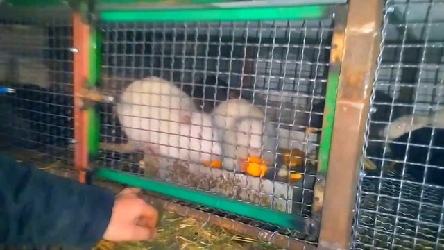Триповерхова клітка для нутряшок смотреть онлайн