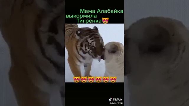 Мама алабай выкормила тигрёнка смотреть онлайн