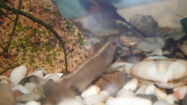 Caridina multidentata аманова скарида смотреть онлайн