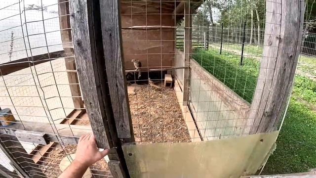 МНЕ ПРИШЛОСЬ УБИТЬ ЕГО ! ХУТОР В ЛЕСУ №447