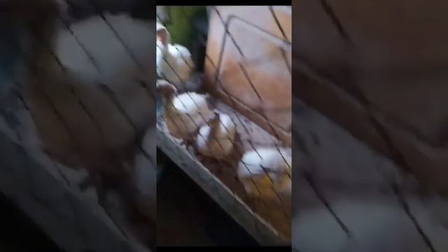 Клининг вызывали? Агростраж. смотреть онлайн
