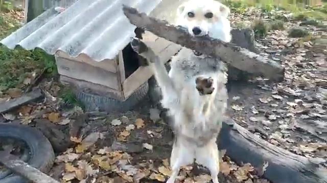 Бобби часть1 Bobby Part 1.mp4