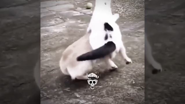 ОТВАЖНЫЕ КОТЫ смотреть онлайн