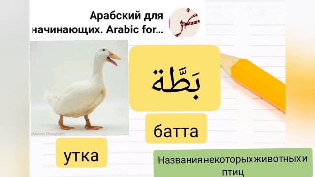 на арабском . Названия некоторых животных и птиц смотреть онлайн