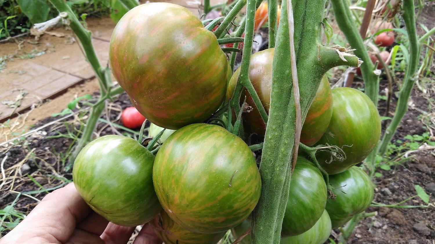 Томат Козула 138 (Kozula # 138).