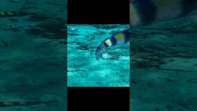 29-12-2024 Island View Resort 5 египет шарм-эль-шейх риф