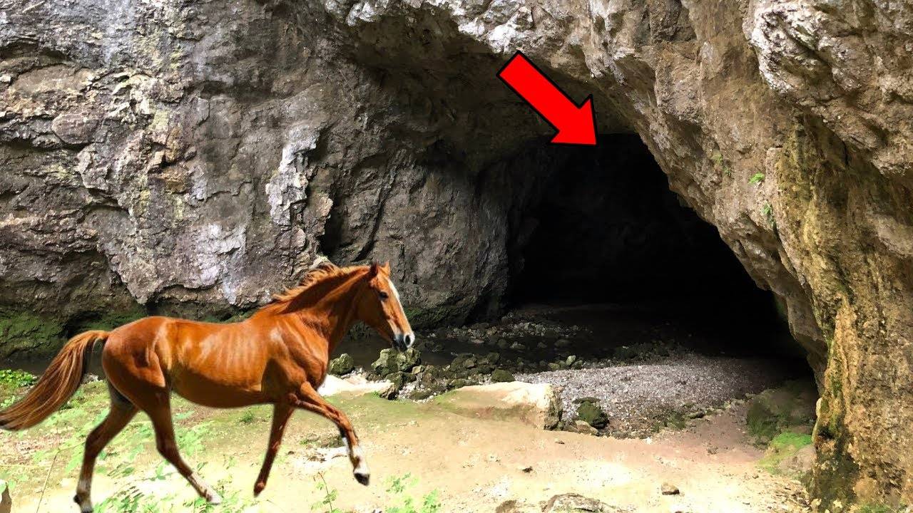 БЕСПОКОЙНАЯ ЛОШАДЬ ПО НОЧАМ ПЕРЕД ПЕЩЕРОЙ: ТО, ЧТО ОБНАРУЖИЛ ФЕРМЕР, ИЗМЕНИЛО ВСЕ...