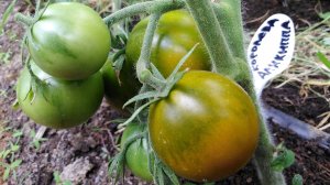 Томат Королева Аликиппа (Queen Aliquippa)