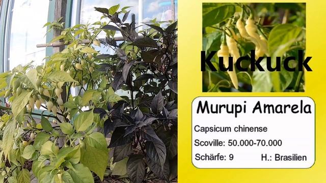 Paprika & Chili 2021 Teil 10 - Scharfe Chilis II смотреть онлайн