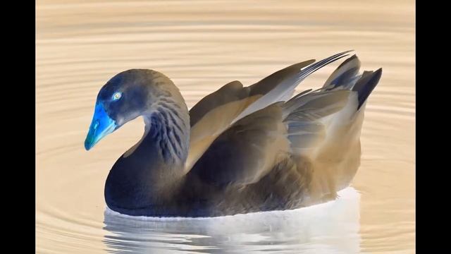 Black Goose Honking смотреть онлайн