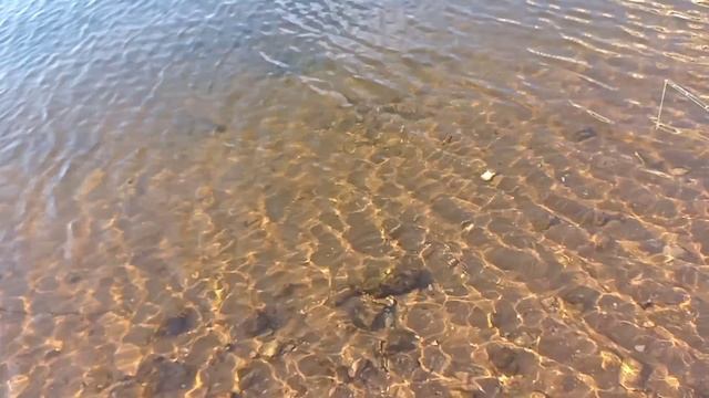 Заглубил легкий воблер. Показываю его игру. смотреть онлайн